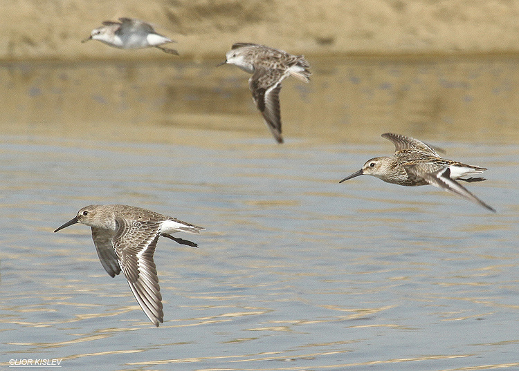 Dunlin Calidris alpina    Maagan Michael    27-09-12  Lior Kislev